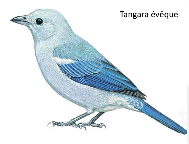 Tangara évêque
