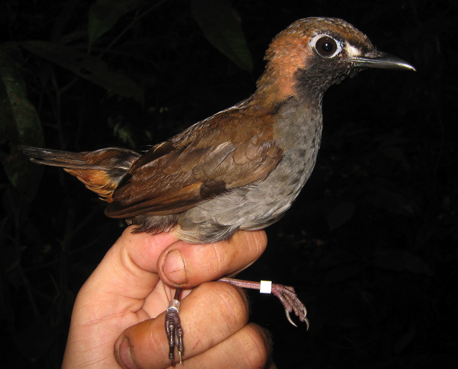 Tétéma coq-de-bois