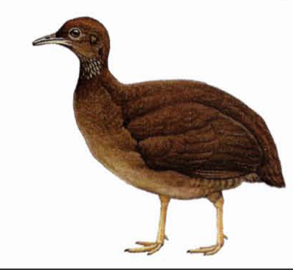 Tinamou cendré