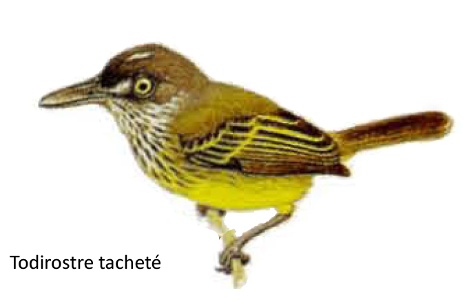 Todirostre tacheté