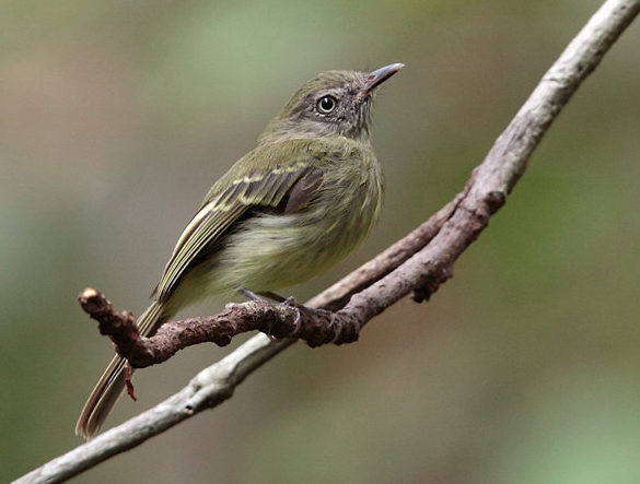 Todirostre zostérops