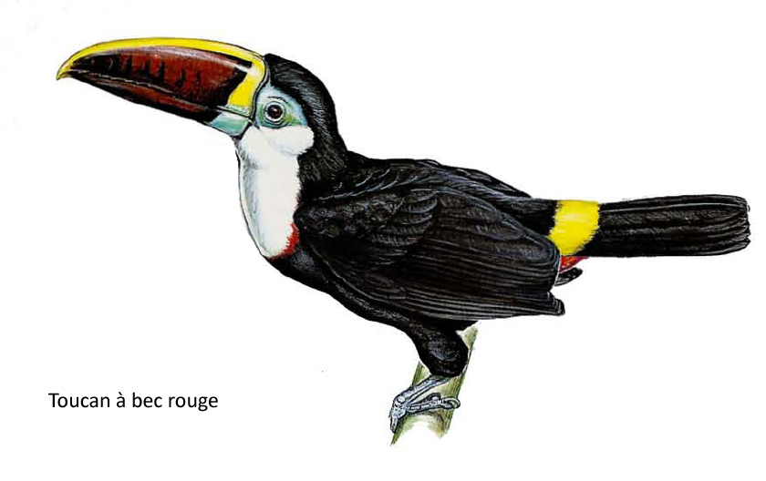 Toucan à bec rouge