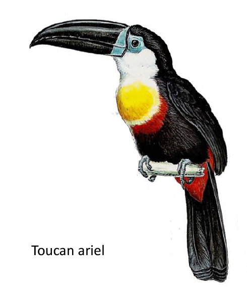 Toucan ariel