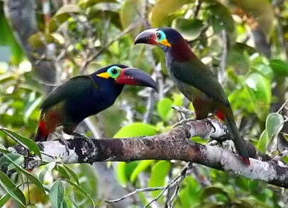 Toucanet koulik