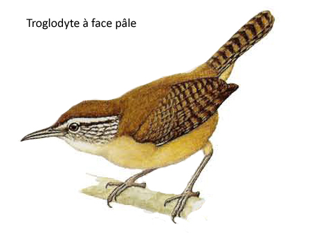 Troglodyte à face pâle