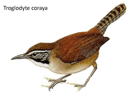 Troglodyte coraya