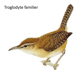 Troglodyte familier