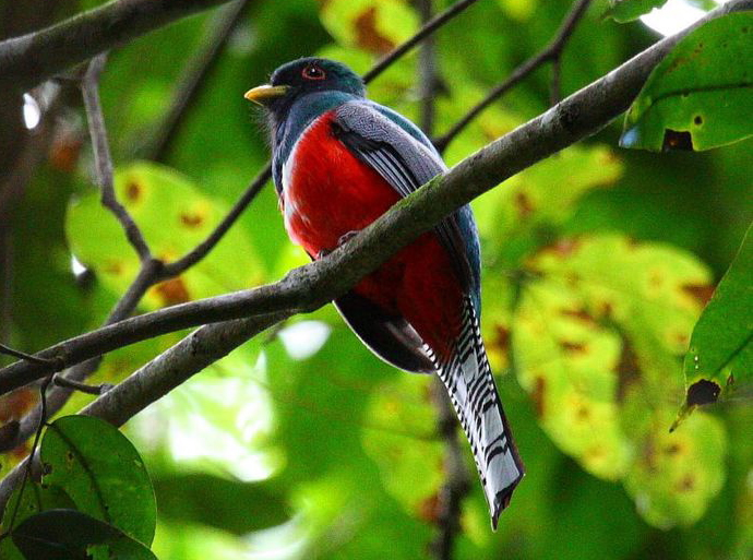 Trogon rosalba