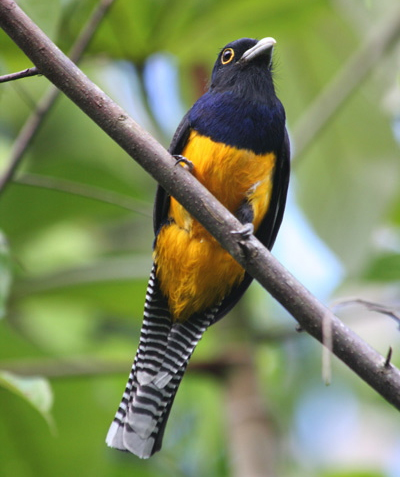 Trogon violacé