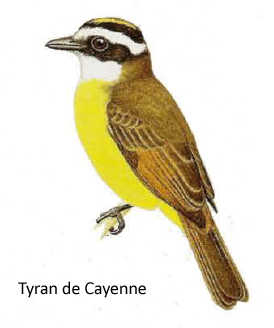 Tyran de Cayenne