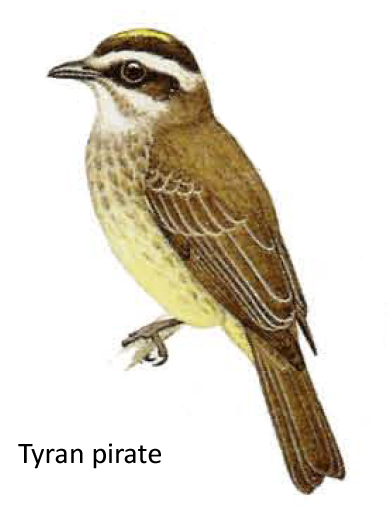 Tyran pirate