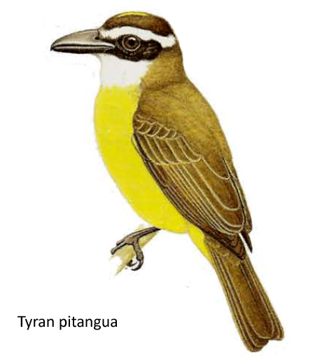 Tyran pitangua