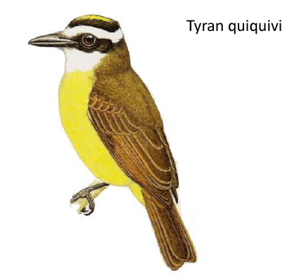 Tyran quiquivi