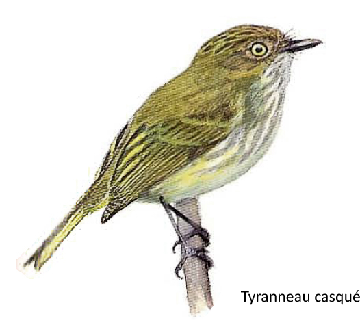 Tyranneau casqué