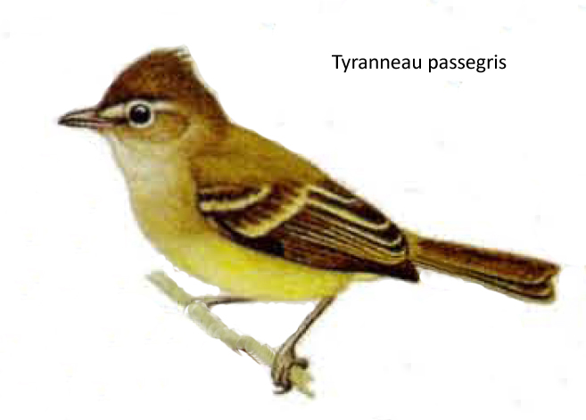 Tyranneau passegris