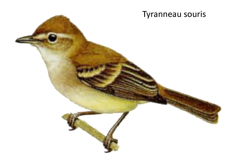 Tyranneau souris