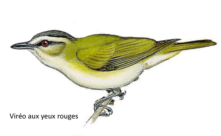 Viréo aux yeux rouges