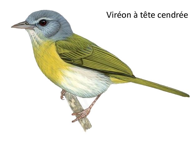 Viréon à tête cendrée